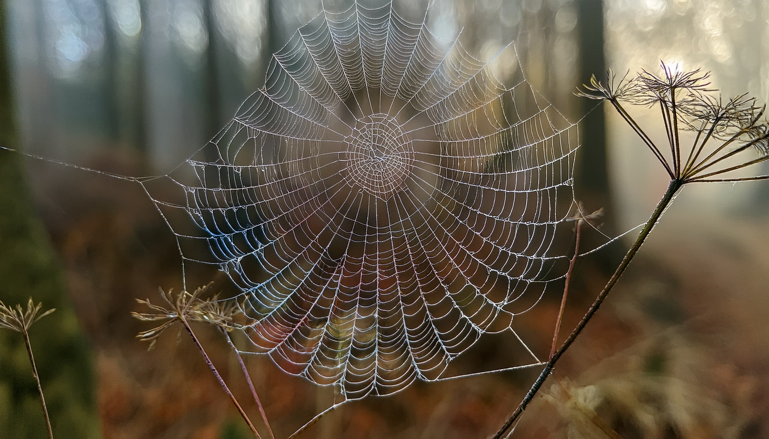 Introduction to Web Components